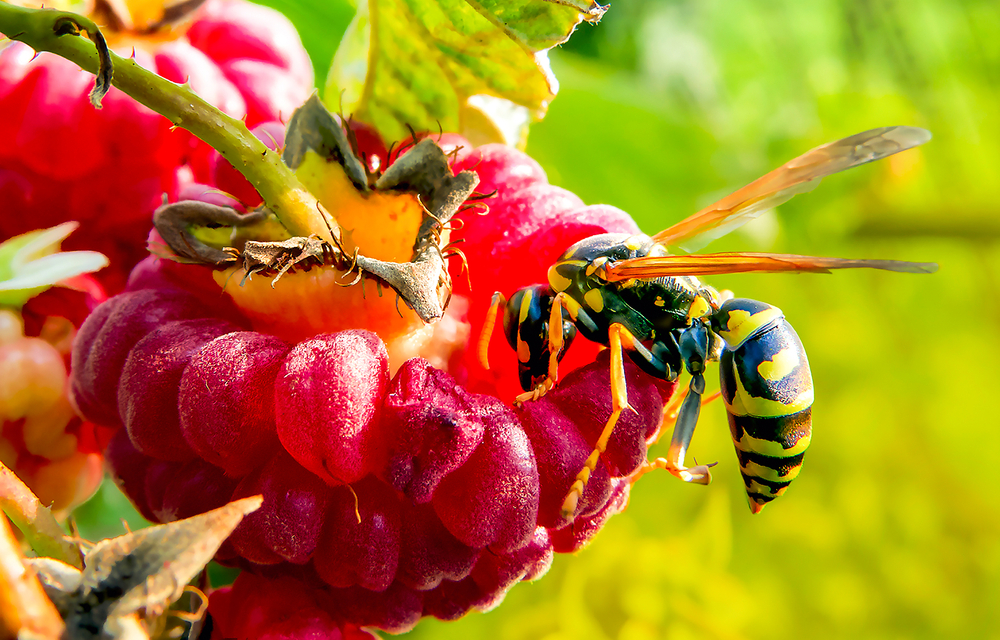 Wespe Insekt Frucht