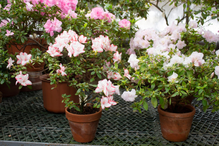 32+ Rhododendron In Topf Pflanzen Halbschatten, Auf der insel